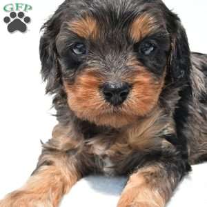Piper, Cavapoo Puppy
