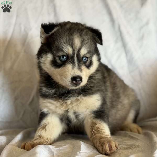 Poppy, Pomsky Puppy