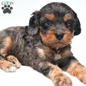 Piper, Cavapoo Puppy