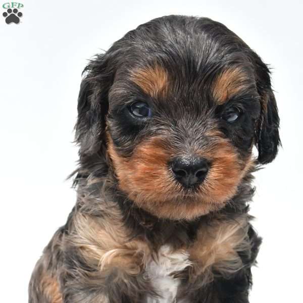 Piper, Cavapoo Puppy