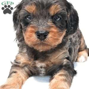 Piper, Cavapoo Puppy