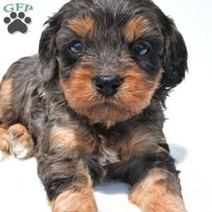 Piper, Cavapoo Puppy