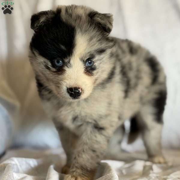 Puck, Pomsky Puppy