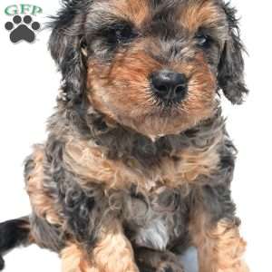 Amber, Cavapoo Puppy
