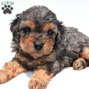 Amber, Cavapoo Puppy