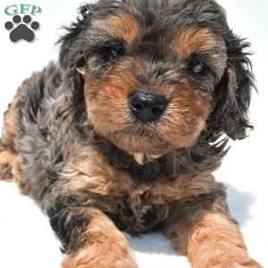 Amber, Cavapoo Puppy