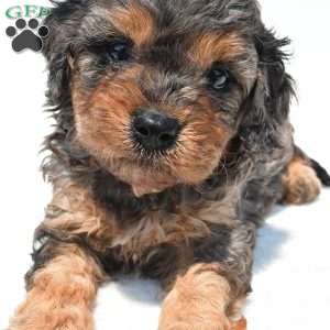 Amber, Cavapoo Puppy