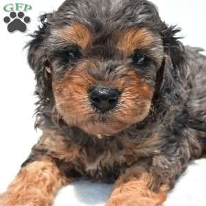 Amber, Cavapoo Puppy