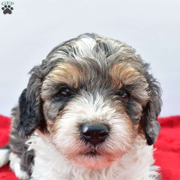Harper, Cavapoo Puppy