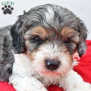 Harper, Cavapoo Puppy
