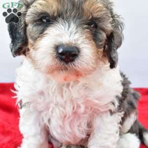 Harper, Cavapoo Puppy