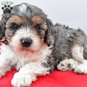 Harper, Cavapoo Puppy
