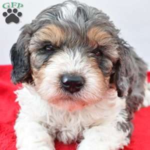 Harper, Cavapoo Puppy