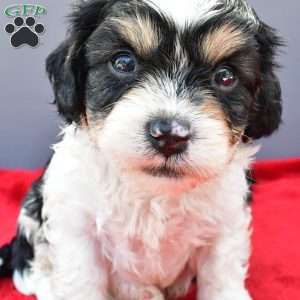 Teddy, Cavapoo Puppy