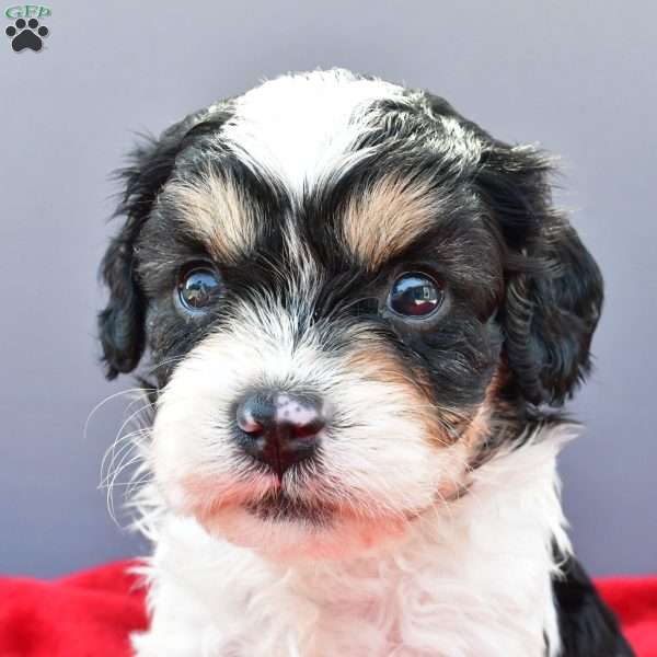 Teddy, Cavapoo Puppy