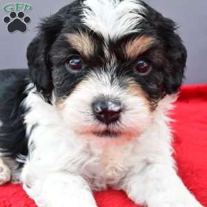 Teddy, Cavapoo Puppy