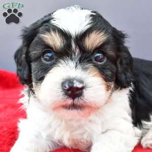 Teddy, Cavapoo Puppy