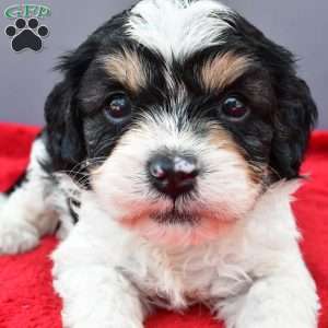 Teddy, Cavapoo Puppy