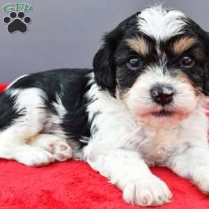 Teddy, Cavapoo Puppy