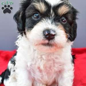 Teddy, Cavapoo Puppy