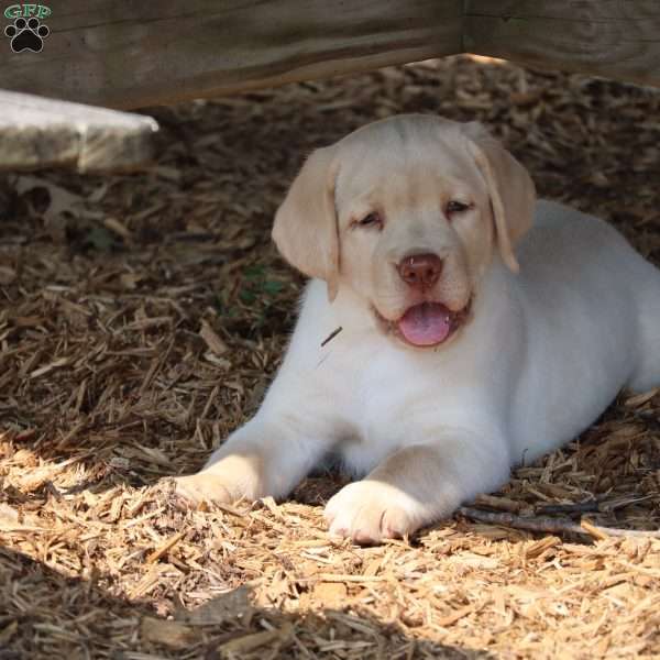 Macey, Yellow Labrador Retriever Puppy