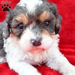 Addie, Cavapoo Puppy