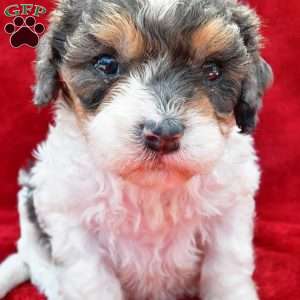 Addie, Cavapoo Puppy