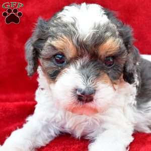 Addie, Cavapoo Puppy