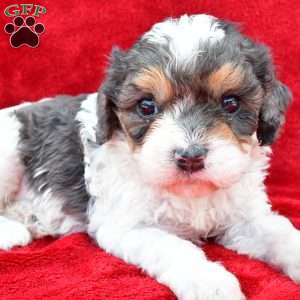 Addie, Cavapoo Puppy
