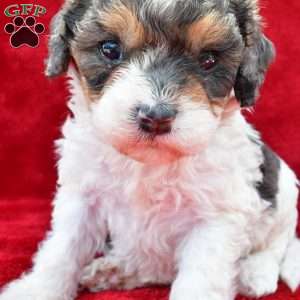 Addie, Cavapoo Puppy