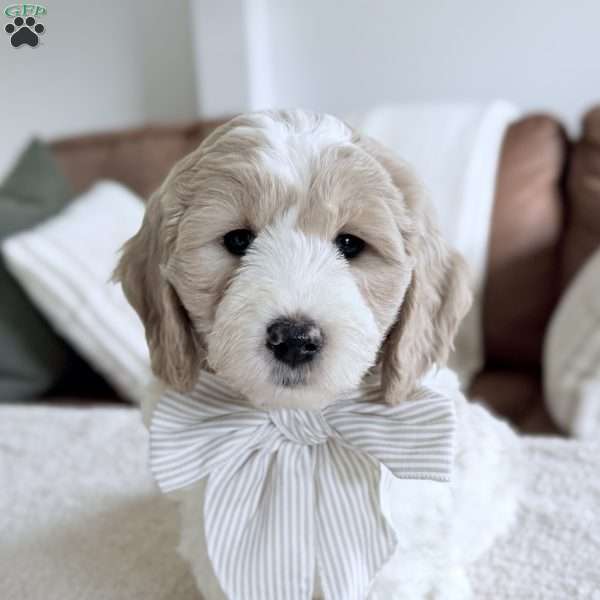 Flopsy, Mini Goldendoodle Puppy