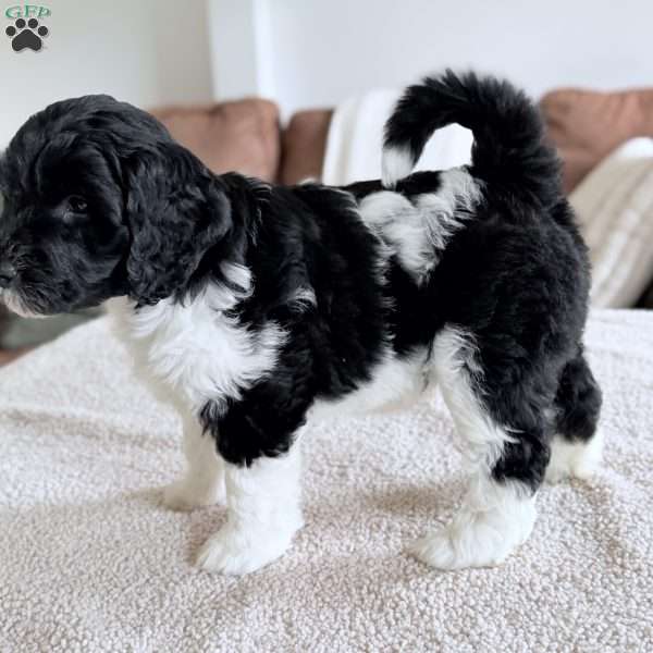 Bunny, Mini Goldendoodle Puppy