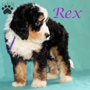 Rex, Bernedoodle Puppy