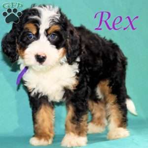 Rex, Bernedoodle Puppy