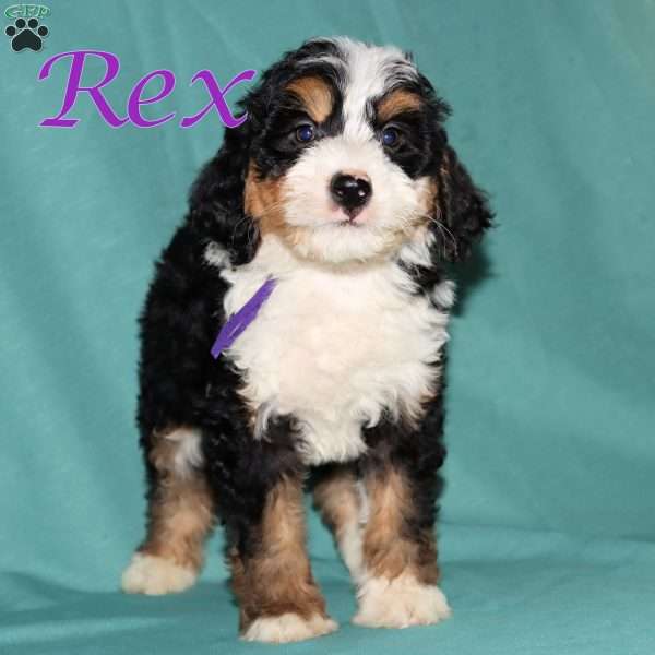 Rex, Bernedoodle Puppy