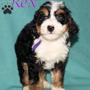 Rex, Bernedoodle Puppy