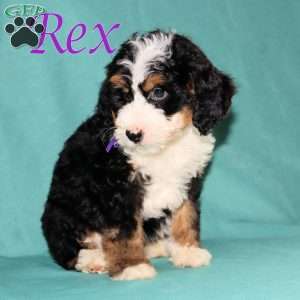 Rex, Bernedoodle Puppy