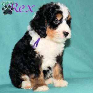 Rex, Bernedoodle Puppy