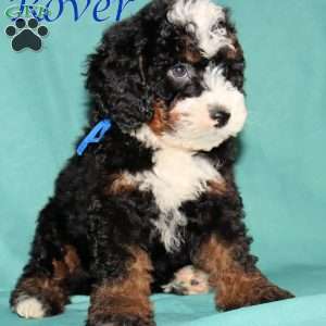 Rover, Bernedoodle Puppy