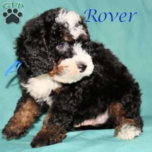 Rover, Bernedoodle Puppy