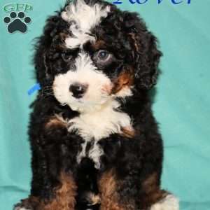 Rover, Bernedoodle Puppy