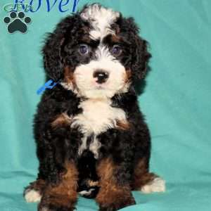 Rover, Bernedoodle Puppy