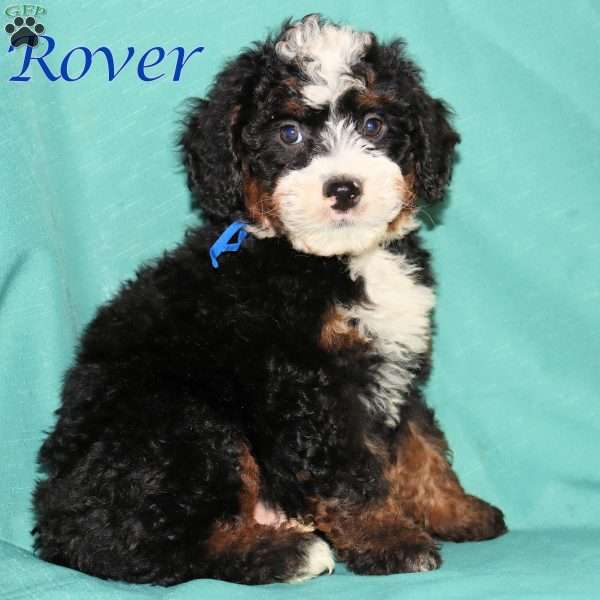 Rover, Bernedoodle Puppy
