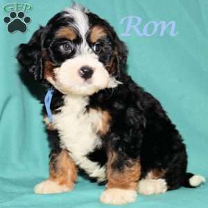 Ron, Bernedoodle Puppy