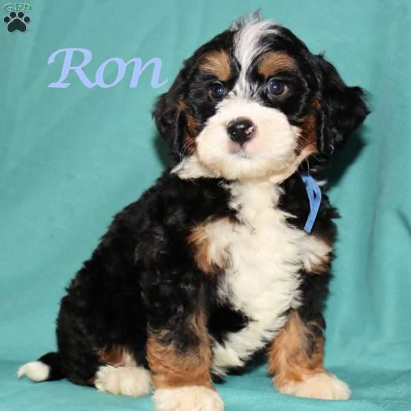 Ron, Bernedoodle Puppy
