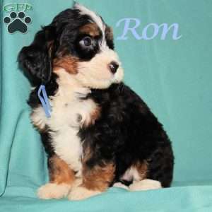 Ron, Bernedoodle Puppy