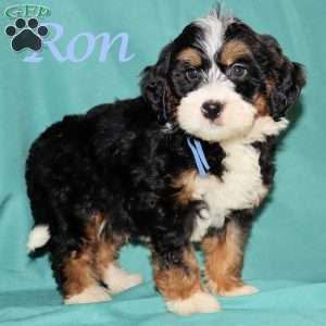 Ron, Bernedoodle Puppy