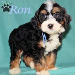 Ron, Bernedoodle Puppy
