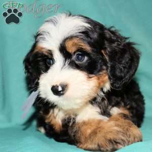 Rodger, Bernedoodle Puppy