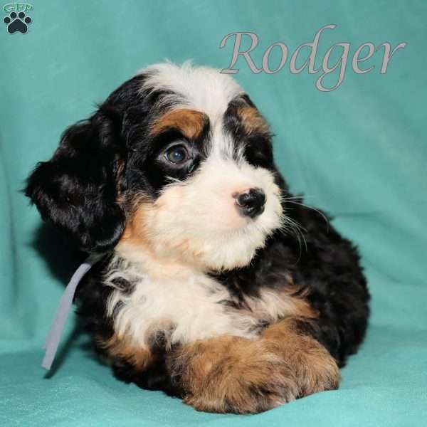 Rodger, Bernedoodle Puppy